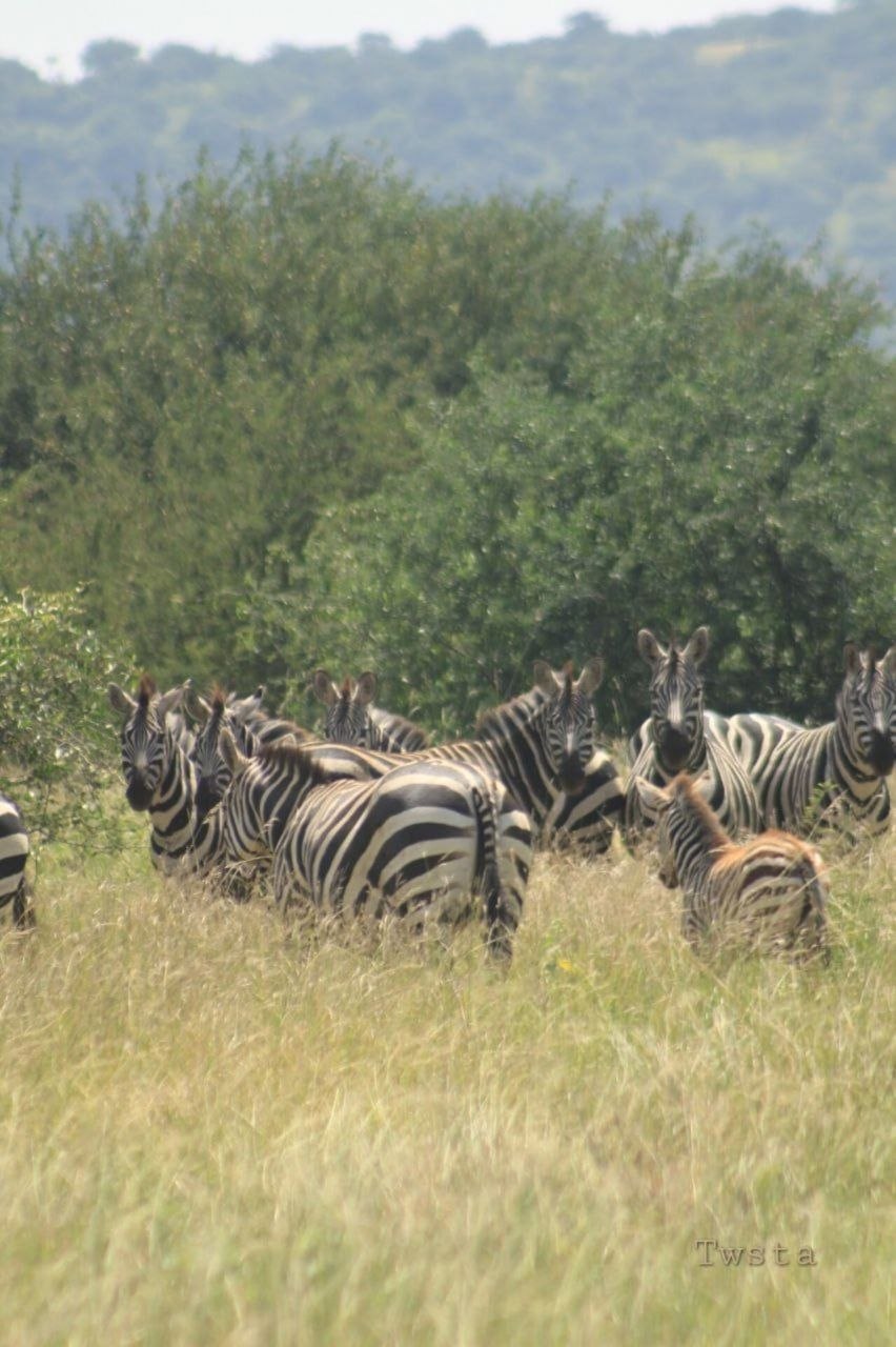 Nechisar National Park Ethiopia destination